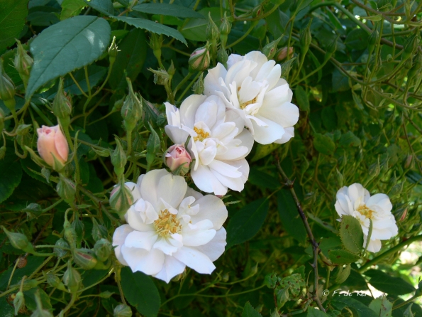 Bois des Moutiers (15) Summer 2012